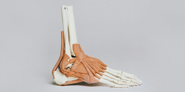 Anatomisches Modell eines Fußes